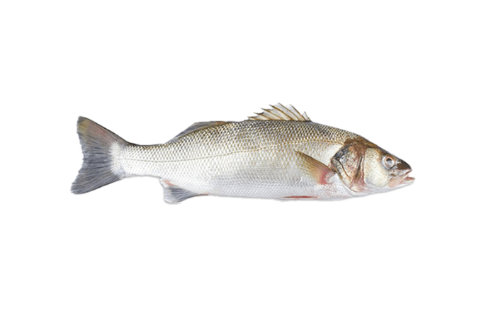 Sea Bass Fish From (750g-1.5kg)