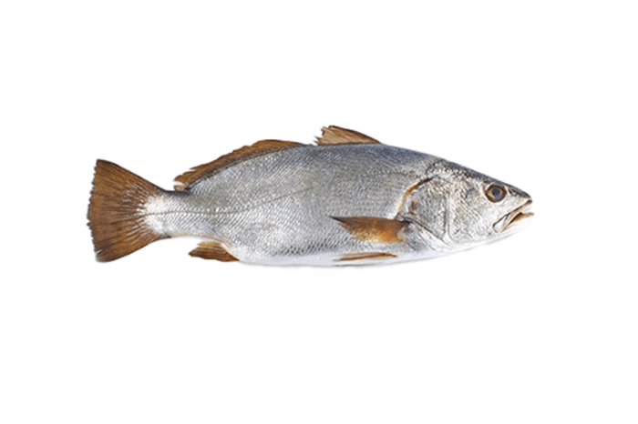 Argyrosomus Regius Fish Small From (1-2kg)	
