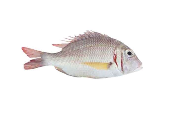 Emperor Fish From(500gm-1.5kg)