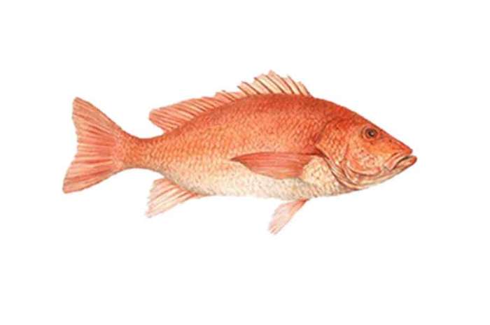 Bohar Fish From(1-2kg)