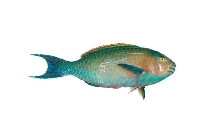 Parrot Fish From(500gm-1kg)