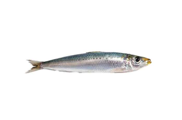 Sardine