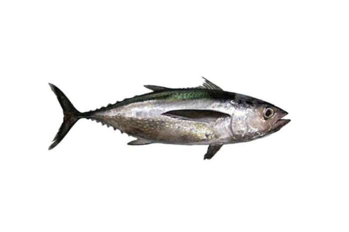 Red Tuna Fish From (1-2.5kg)