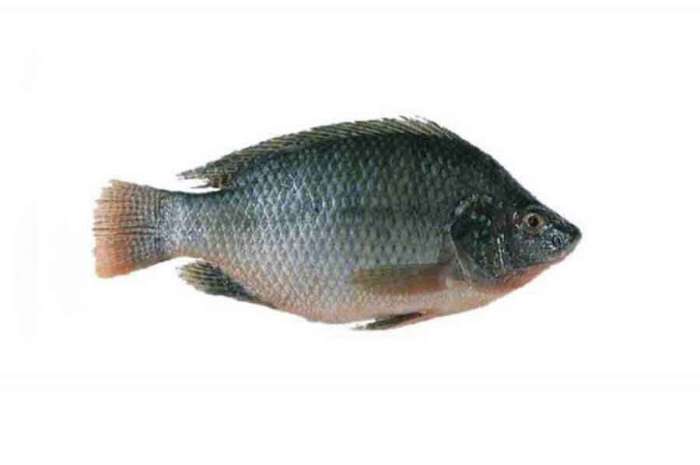 Tilapia Fish From (300-400gm)