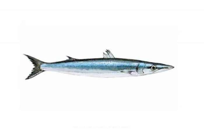 Barracuda Fish From (500gm-1.5kg)