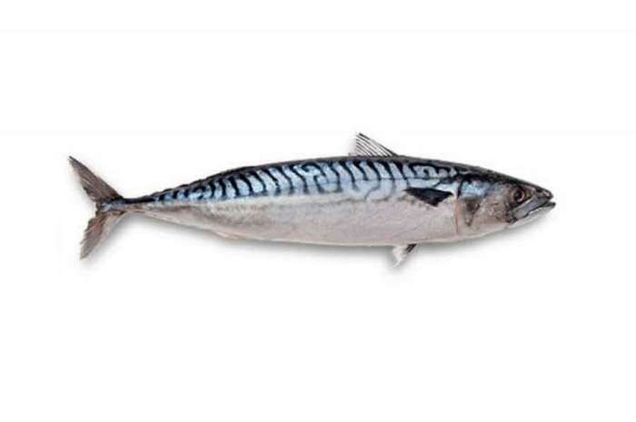 Mackerel Fish From (300-400gm)