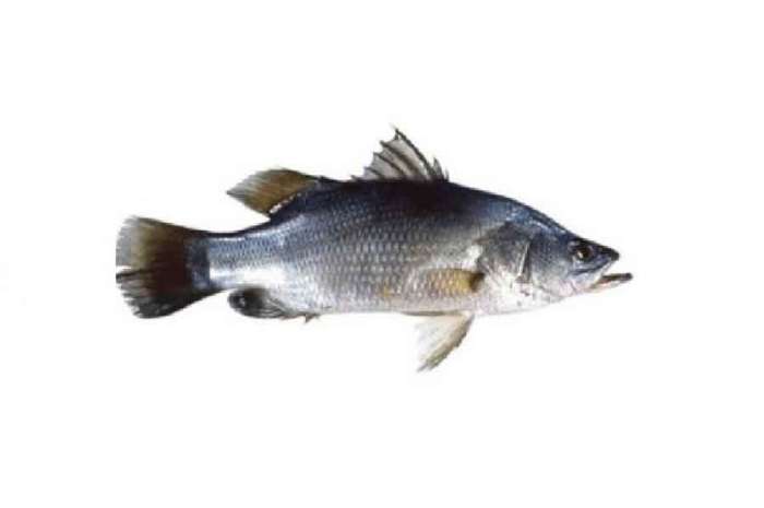 Nile Perch fish From (1kg-4kg)