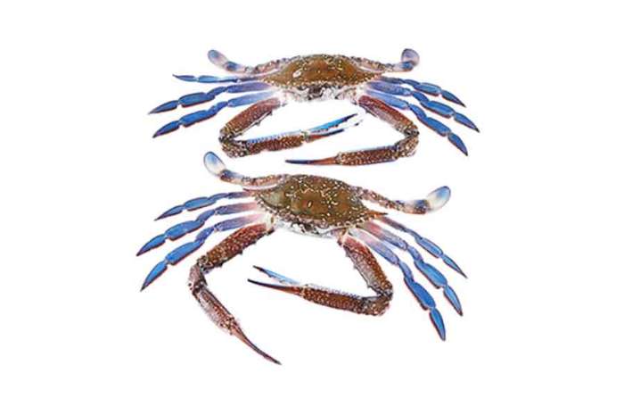 Male Crab